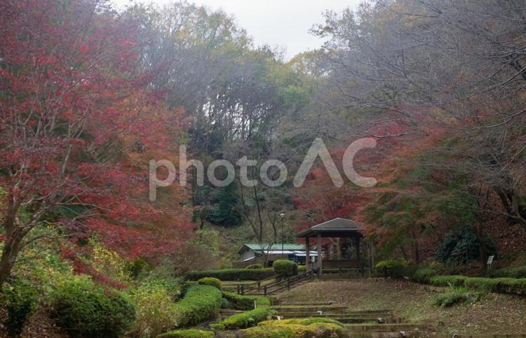 紅葉　もみじ　公園　花　植物 紅葉,もみじ,公園の写真素材