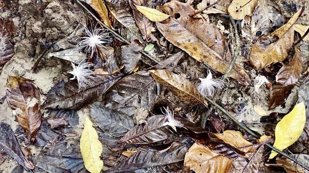 Fallen barringtonia on Iriomote Island, Yaeyama Islands, Okinawa Prefecture, JPG