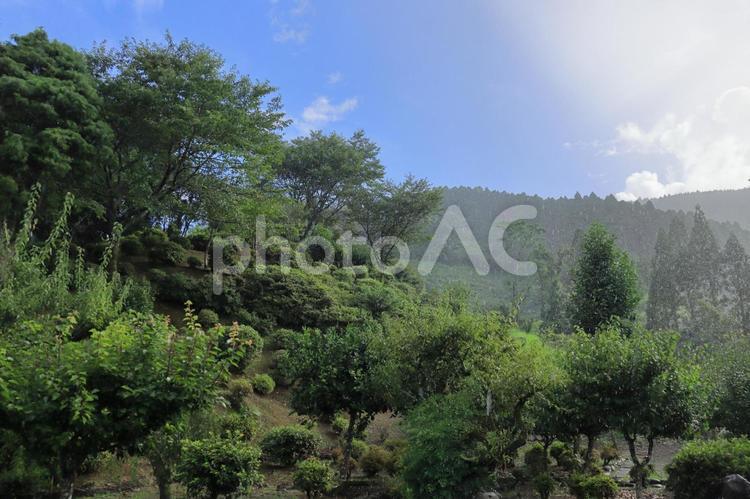 雨の風景　にわか雨３ 自然,雨,天気の写真素材