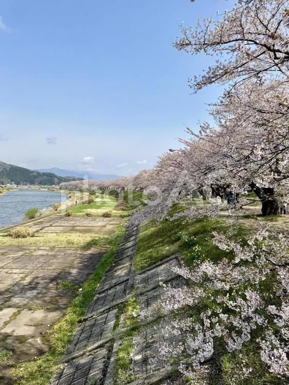 桜並木 角館,桜,桜並木の写真素材