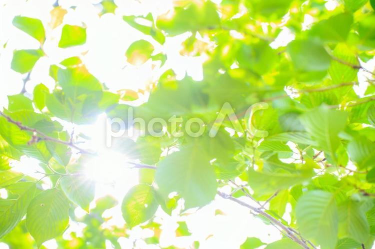 新緑と木洩れ日 自然,木々,植物の写真素材