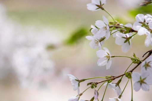 可憐な桜の花のアップ 可憐な桜の花のアップの写真
