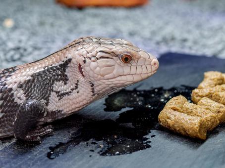 餌を食べるアオジタトカゲ 餌を食べるアオジタトカゲ アオジタトカゲ,アンボンアオジタトカゲ,トカゲの写真素材