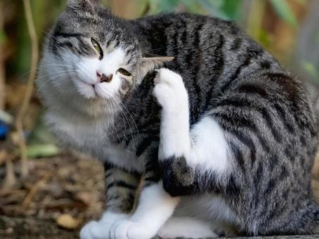 Cat behavior, JPG