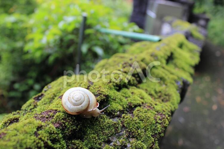 苔むす塀の上のかたつむり かたつむり,でんでん虫,カタツムリの写真素材