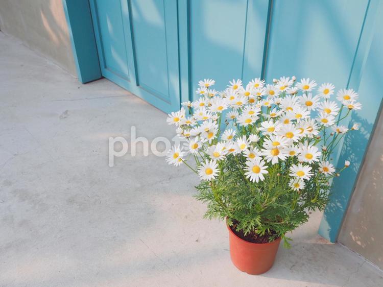 春、玄関先のマーガレットの花 マーガレット,白い花,白の写真素材