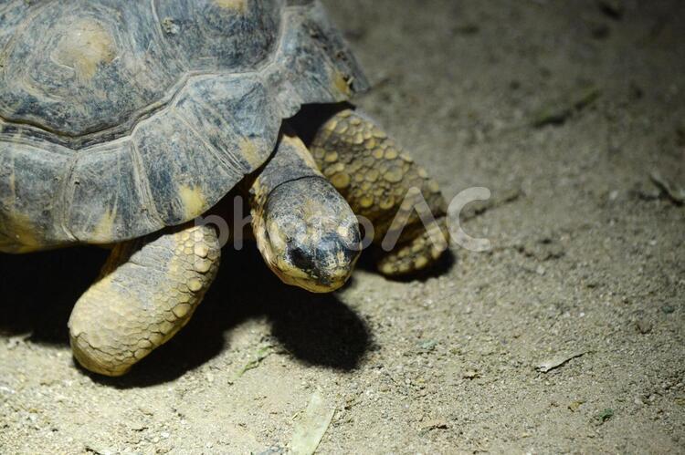 カメ　ゾウガメ カメ,亀,ゾウガメの写真素材