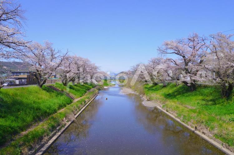 新境川堤と桜③　岐阜県各務原市 自然,風景,景色の写真素材
