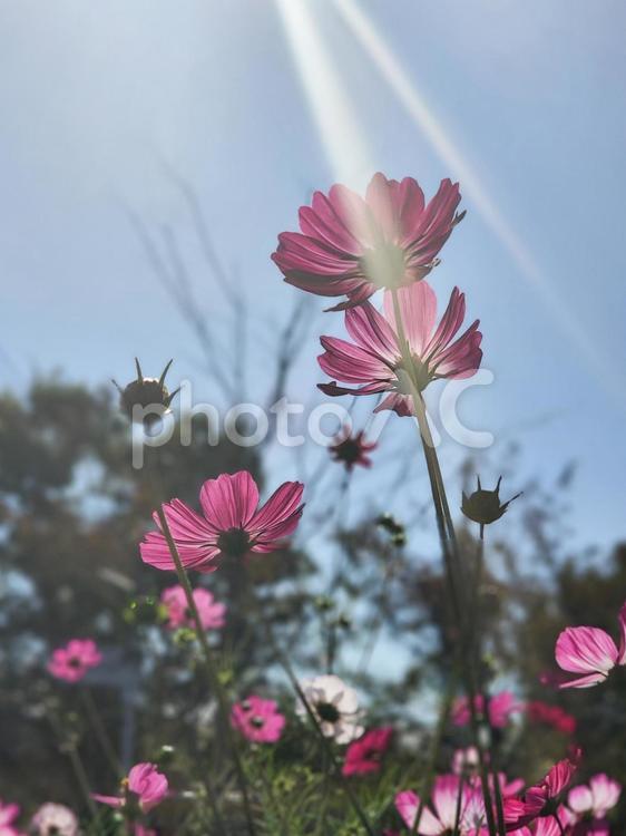 秋桜～太陽との語らい コスモス,秋桜,花の写真素材
