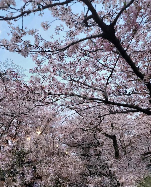 夕暮れ時の桜 桜,春,花の写真素材