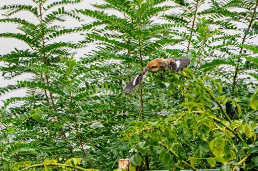 モズの若鳥⒀の写真