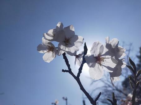 Photo, cherry blossoms, natural, flower, 