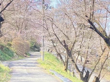 桜の小道 桜の小道の写真
