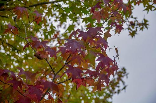 紅葉 紅葉の写真