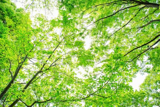 夏の新緑 夏の新緑の写真