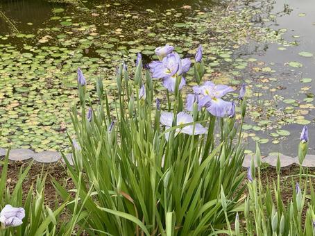 堀切菖蒲園 曇り空の下咲き誇る花菖蒲 堀切菖蒲園 曇り空の下咲き誇る花菖蒲 癒し,壁紙,花畑の写真素材