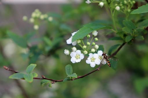 咲き初めコデマリに小さなホソヒラタアブ コデマリ,小手毬,花の写真素材