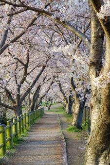 桜のトンネル 桜のトンネルの写真