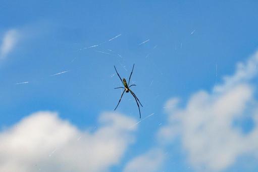 青空に映えるコガネグモと巣 青空に映えるコガネグモと巣の写真