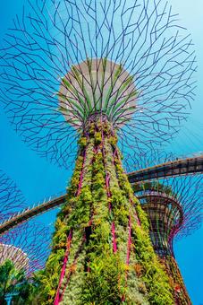 【シンガポール】スーパーツリー 【シンガポール】スーパーツリー シンガポール,スーパーツリー,植物園の写真素材
