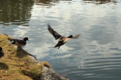 沼に飛び込むカモ 鴨,カモ,鳥の写真素材