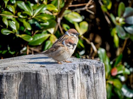 切り株にとまるスズメ 切り株にとまるスズメ スズメ,雀,鳥の写真素材