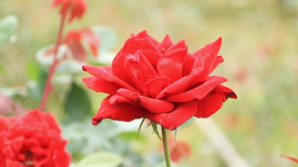 河津バカテル公園　秋バラ 薔薇,秋,花の写真素材