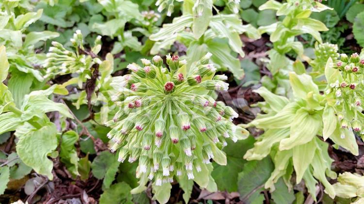 大きくなったふきのとう ふきのとう,フキノトウ,蕗の薹の写真素材