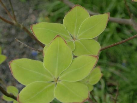 ゴヨウツツジの葉ボケ背景-3の写真