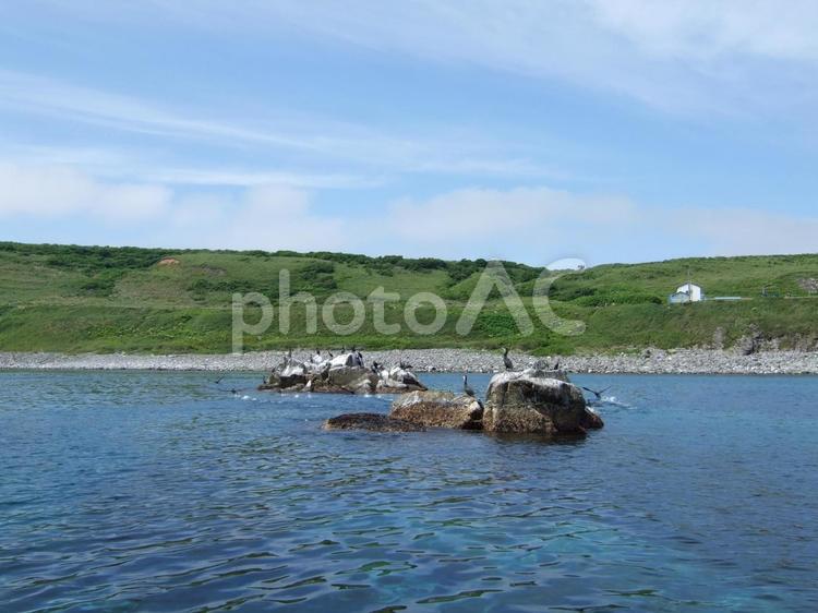 北海道・道北の天売島と海と鳥たち 北海道,道北,焼尻島の写真素材