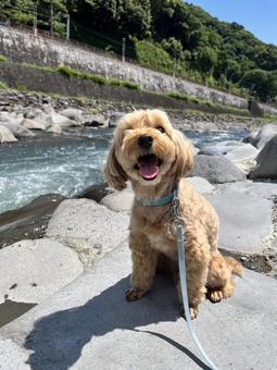 マルプー けんけん マルプー けんけんの写真