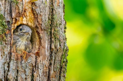巣穴から顔を出すコゲラ・コピースペース 巣穴から顔を出すコゲラ・コピースペースの写真
