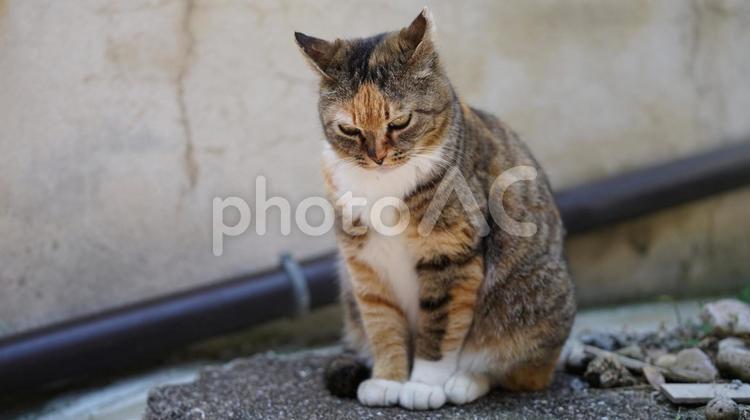 鳥取県綱代漁港の野良ちゃん　④ 猫,野良猫,野良ちゃんの写真素材