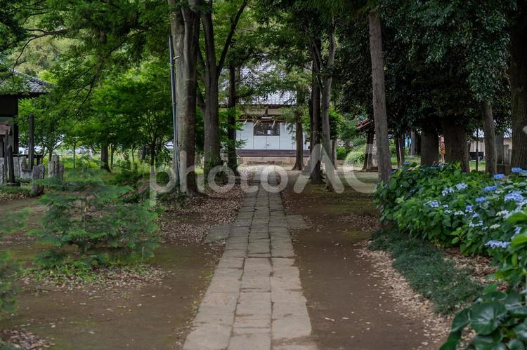 指扇アジサイまつり2025年 指扇氷川神社,アジサイ,紫陽花の写真素材