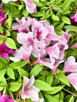 ツツジの花 ツツジの花 お花,ツツジ,ピンクの写真素材