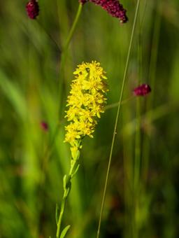 キンコウカ キンコウカ 高山植物,花,植物の写真素材