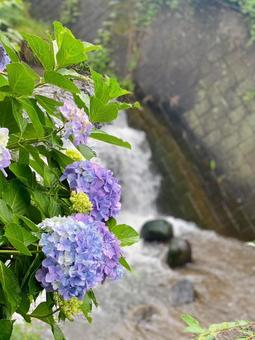 紫陽花 紫陽花の写真