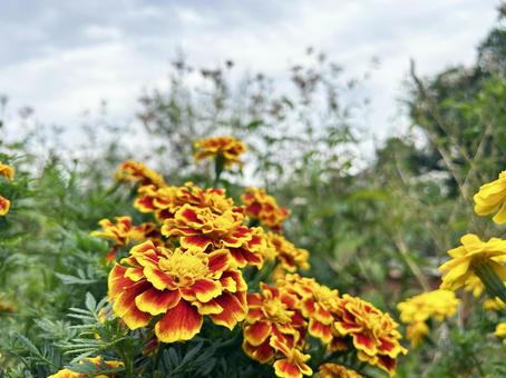 マリーゴールドのクローズアップと曇り空 マリーゴールド,花,フラワーの写真素材