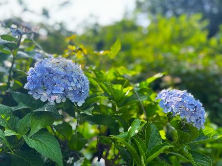 Hydrangea sparkling in morning dew, JPG