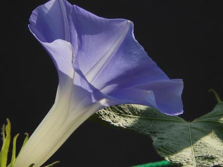 朝顔 朝顔,花,植物の写真素材