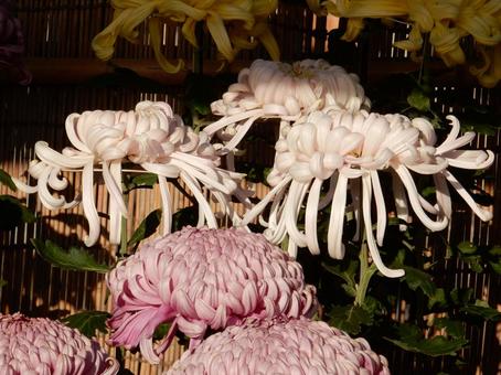 【風景写真】福山菊花展覧会の風景の写真
