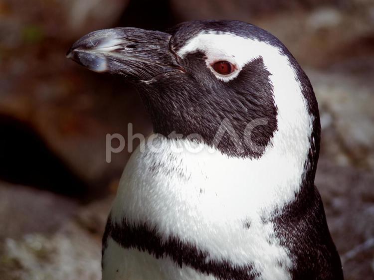 ケープペンギン8（静岡県伊東市） ケープペンギン,ペンギン,鳥類の写真素材