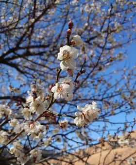 梅の花 梅の花の写真