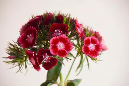 Photo, nagisa, nadesico, flower, 