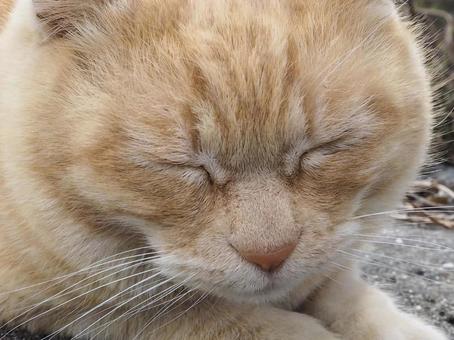 にゃんこ にゃんこの写真