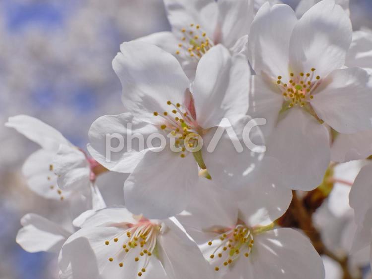 春の穏やかな陽射しを浴びた綺麗な桜の花 風景,サクラ,チェリーブラッサムの写真素材