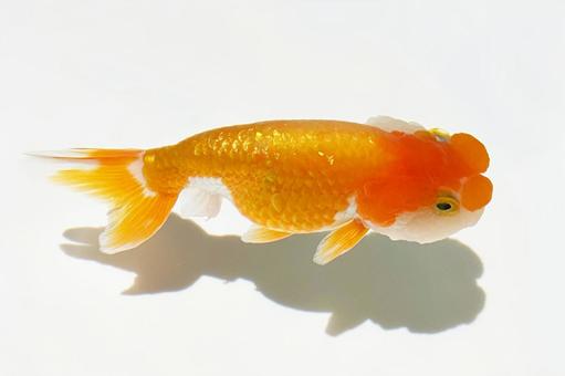 金魚 金魚 金魚,水,水面の写真素材