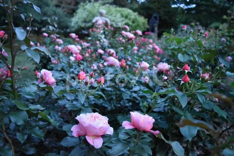 バラ　薔薇　石像　公園　ピンク　夕暮れ　 バラ,薔薇,石像の写真素材
