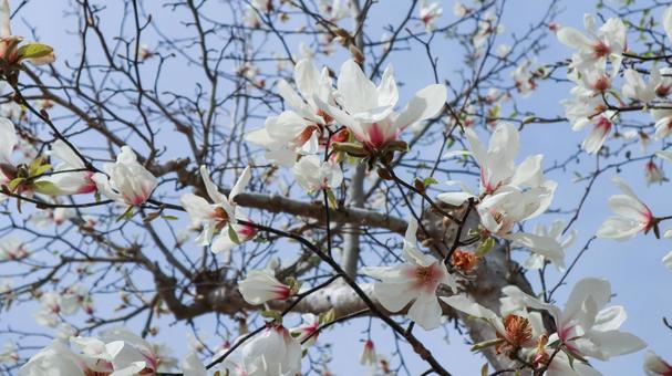 コブシの花 コブシの花の写真