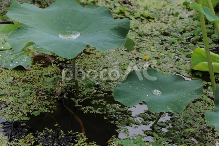 雨上がりの蓮池 自然,風景,草の写真素材